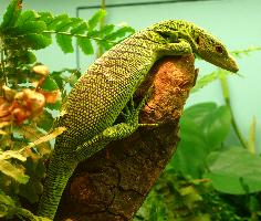 Photo: Emerald tree monitor