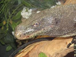 Photo: Crocodile monitor