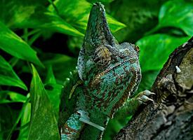 Photo: Veiled chameleon