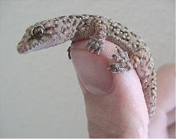 Photo: Mediterranean house gecko