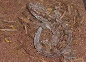 Photo: Banded velvet gecko