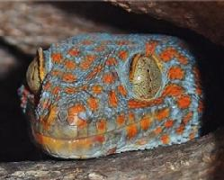 Photo: Tokay gecko