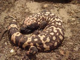 Photo: Gila monster