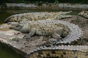 Photo: Orinoco crocodile