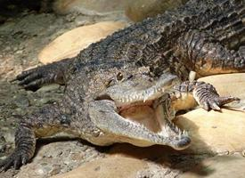 Photo: Freshwater crocodile