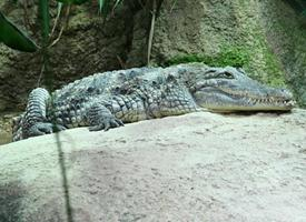 Photo: Nile crocodile