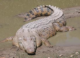 Photo: Saltwater crocodile