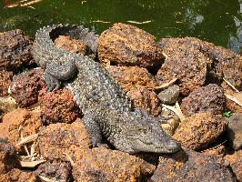 Photo: Mugger crocodile