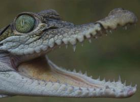 Photo: Philippine crocodile