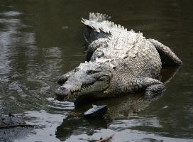 Photo: American crocodile