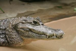 Photo: Spectacled caiman