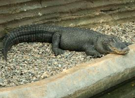 Photo: American alligator