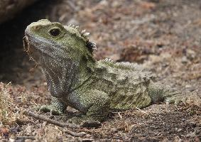 Photo: Tuatara