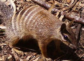 Photo: Numbat