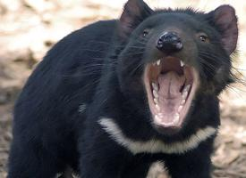 Photo: Tasmanian devil