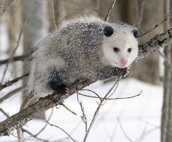 Photo: Virginia opossum