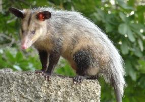 Photo: Common opossum