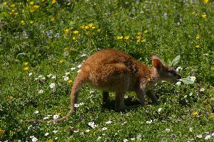 Photo: Agile wallaby