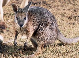 Photo: Tammar wallaby