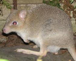 Photo: Eastern bettong