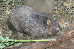 Photo: Common wombat