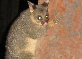 Photo: Common brushtail possum