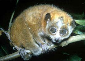 Photo: Sunda slow loris