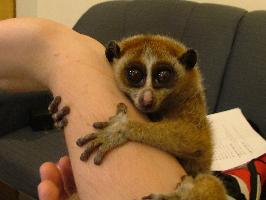 Photo: Javan slow loris