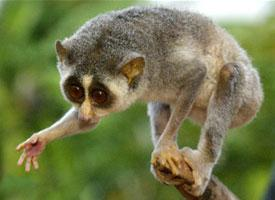 Photo: Red slender loris