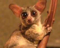 Photo: Senegal bushbaby