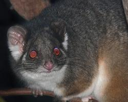 Photo: Common ringtail possum