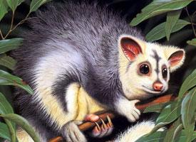 Photo: Southern greater glider