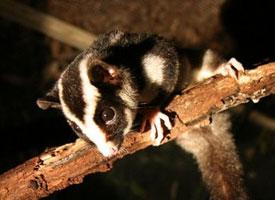 Photo: Striped possum