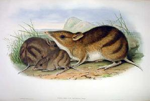 Photo: Eastern barred bandicoot