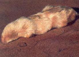 Photo: Southern marsupial mole