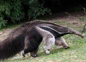 Photo: Giant anteater