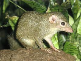 Photo: Common treeshrew