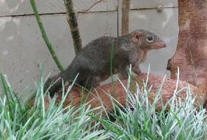 Photo: Northern treeshrew