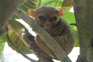 Photo: Tarsiers