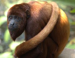 Photo: Colombian red howler