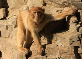 Photo: Barbary macaque