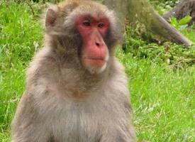 Photo: Japanese macaque