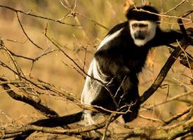 Photo: Mantled guereza