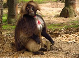 Photo: Gelada