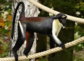 Photo: Diana monkey