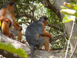 Photo: Western red colobus