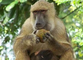 Photo: Yellow baboon