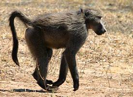 Photo: Chacma baboon