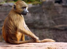 Photo: Guinea baboon