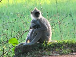 Photo: Northern plains gray langur